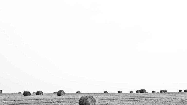 How To Do Reddy Anna 11Xplay Login Password Reset?